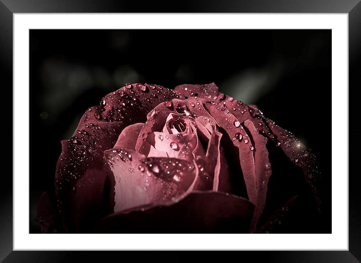 Sparkling Rose in the storm Framed Mounted Print by Gabriela Wernicke-Marfo