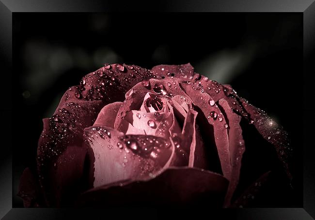 Sparkling Rose in the storm Framed Print by Gabriela Wernicke-Marfo