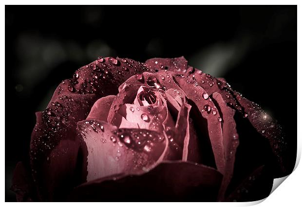 Sparkling Rose in the storm Print by Gabriela Wernicke-Marfo