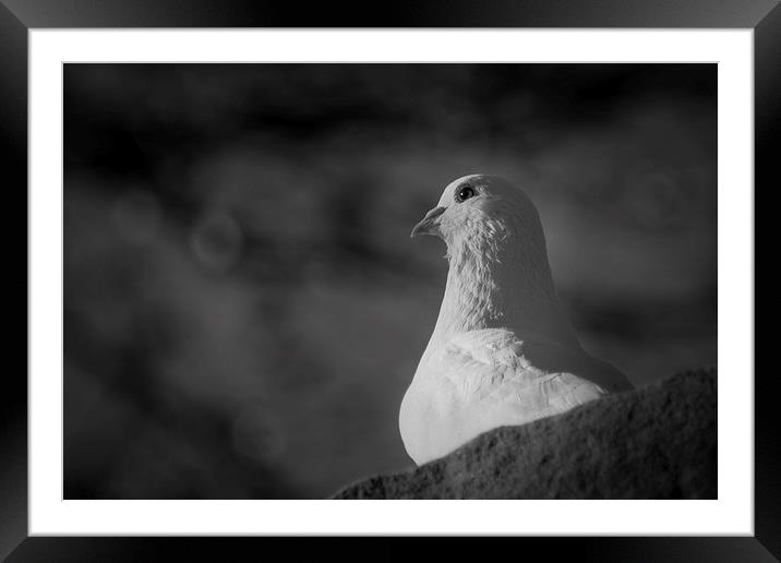 White Dove Framed Mounted Print by Keith Thorburn EFIAP/b