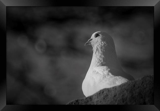White Dove Framed Print by Keith Thorburn EFIAP/b