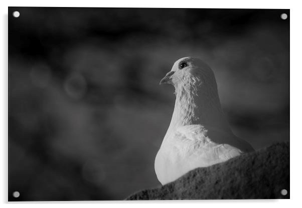 White Dove Acrylic by Keith Thorburn EFIAP/b