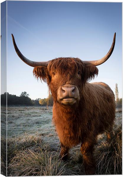 Highland Cow in Frost Canvas Print by Simon Wrigglesworth