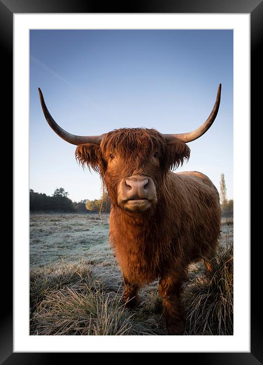Highland Cow in Frost Framed Mounted Print by Simon Wrigglesworth