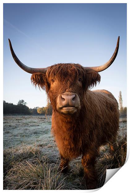 Highland Cow in Frost Print by Simon Wrigglesworth