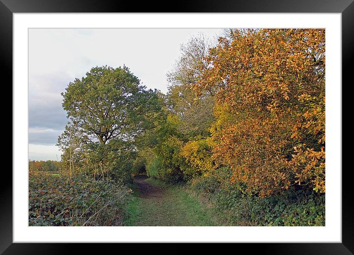 Autumn Path Framed Mounted Print by Tony Murtagh