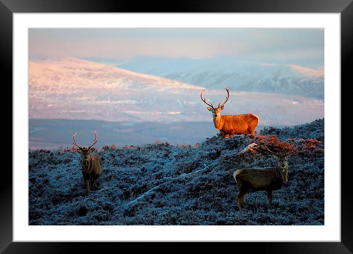 Sunlit Stag Framed Mounted Print by Macrae Images