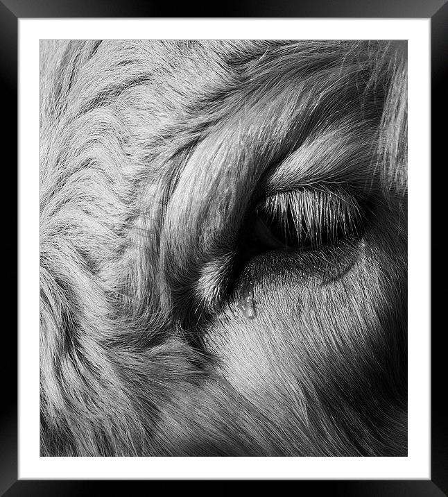 Crying Cow Framed Mounted Print by Keith Thorburn EFIAP/b