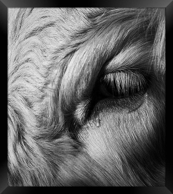 Crying Cow Framed Print by Keith Thorburn EFIAP/b
