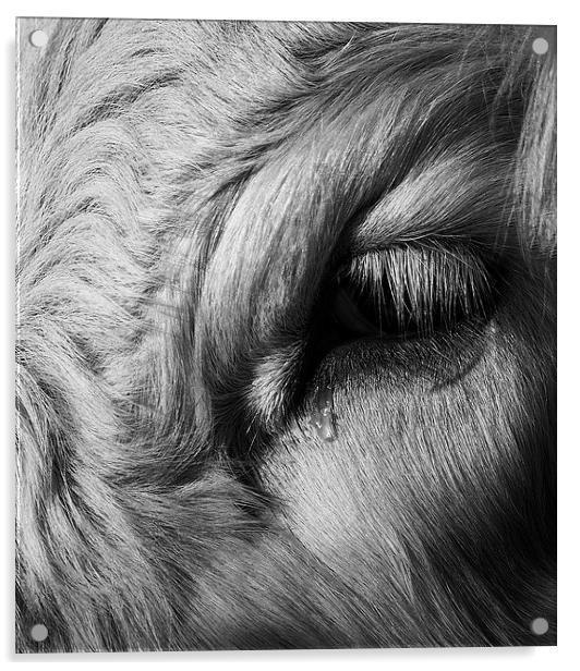 Crying Cow Acrylic by Keith Thorburn EFIAP/b
