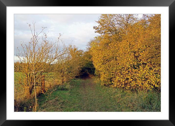 Autumn Gold Framed Mounted Print by Tony Murtagh