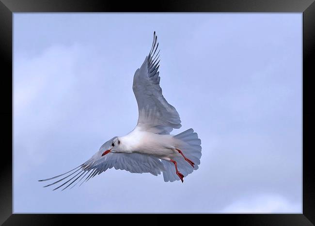 SPREADING THE WINGS Framed Print by David Atkinson