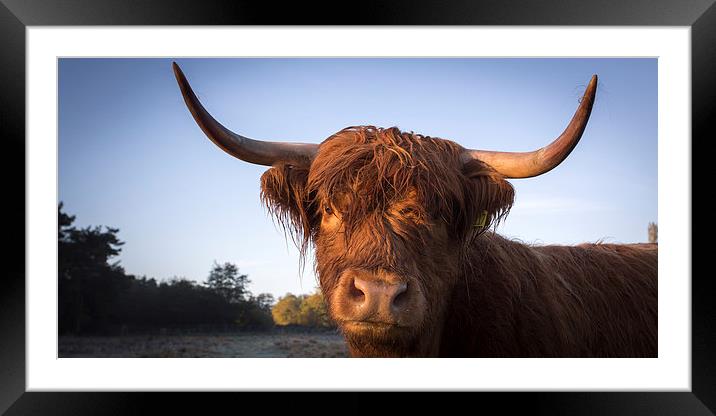 Highland cow portrait Framed Mounted Print by Simon Wrigglesworth