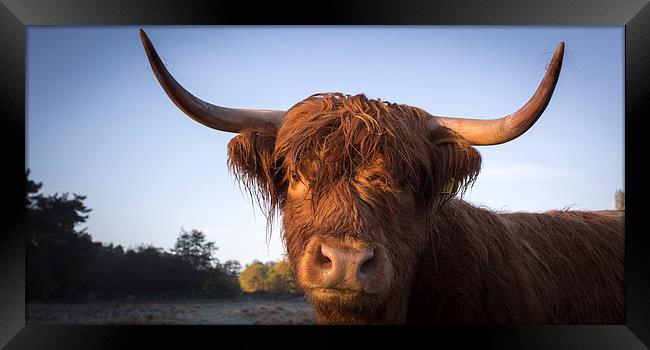 Highland cow portrait Framed Print by Simon Wrigglesworth