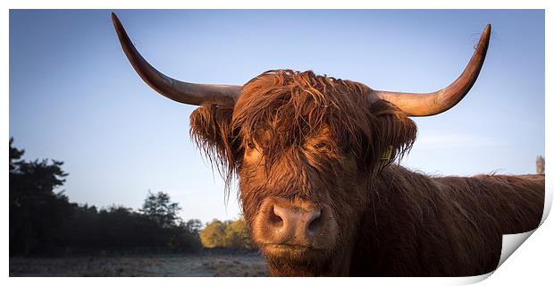 Highland cow portrait Print by Simon Wrigglesworth
