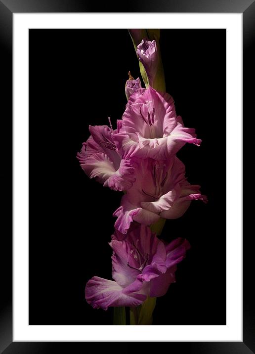 Pink Gladiola on Black Framed Mounted Print by Ann Garrett