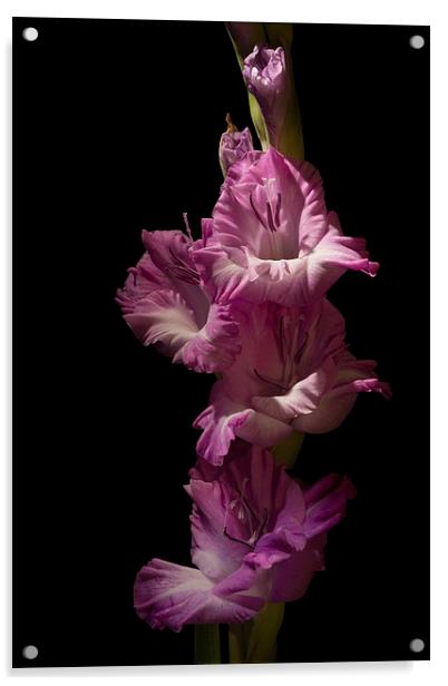 Pink Gladiola on Black Acrylic by Ann Garrett