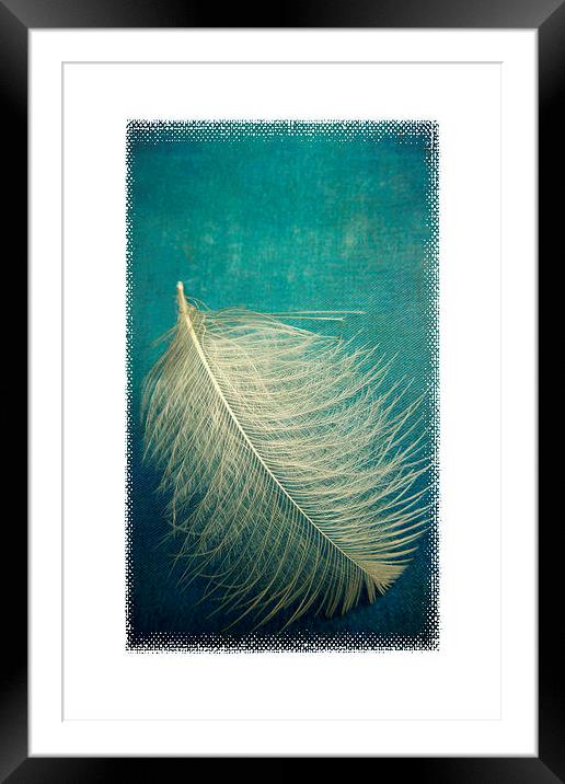 as soft as a feather Framed Mounted Print by Heather Newton