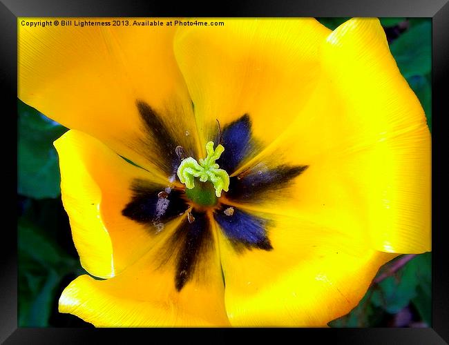 Yellow Tulipa Framed Print by Bill Lighterness