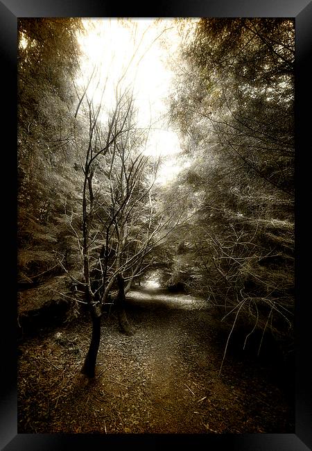 Forester Path Framed Print by Fraser Hetherington