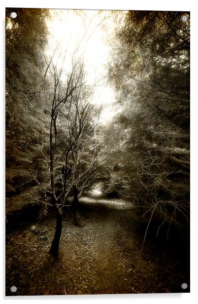 Forester Path Acrylic by Fraser Hetherington