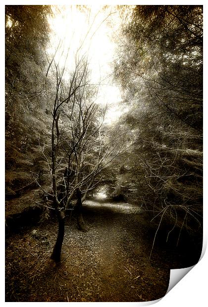 Forester Path Print by Fraser Hetherington