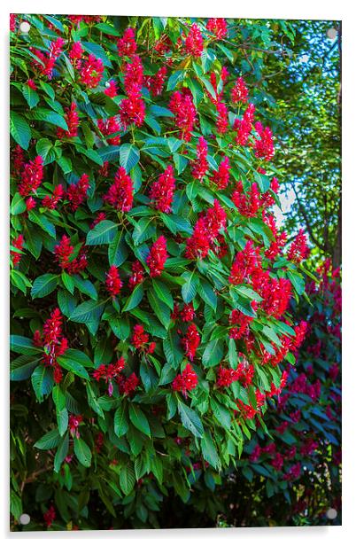 Brazilian Red Cloak bush Acrylic by Craig Lapsley