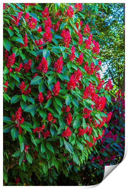 Brazilian Red Cloak bush Print by Craig Lapsley