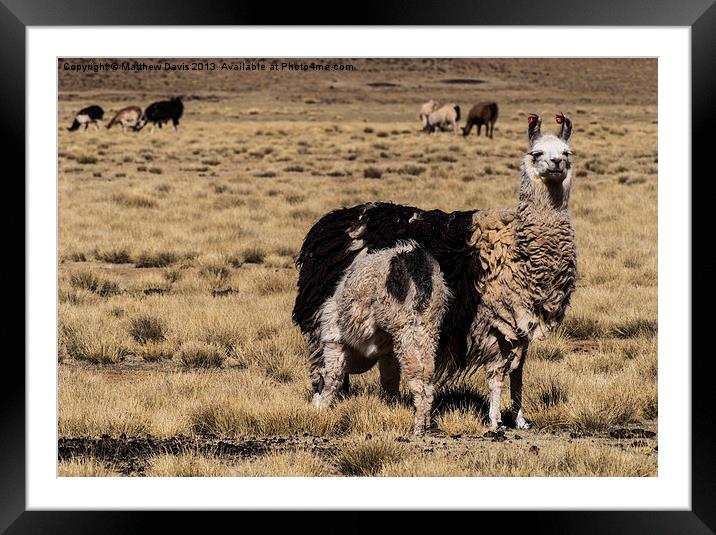 Llama Mama Framed Mounted Print by Matthew Davis