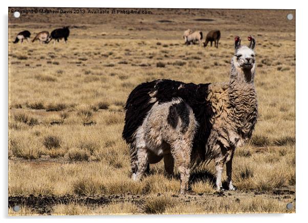 Llama Mama Acrylic by Matthew Davis