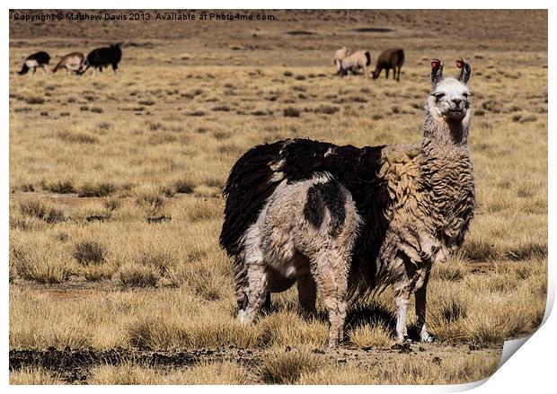 Llama Mama Print by Matthew Davis