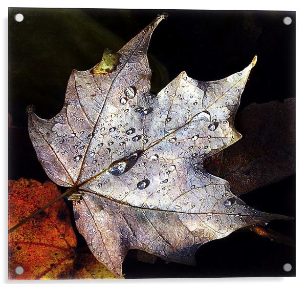 Leaf Afloat Acrylic by james balzano, jr.