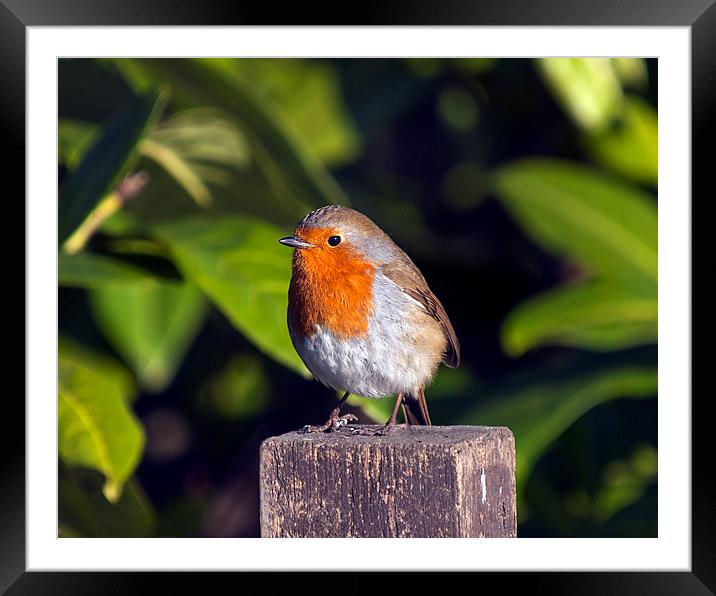 Robin Framed Mounted Print by Victor Burnside