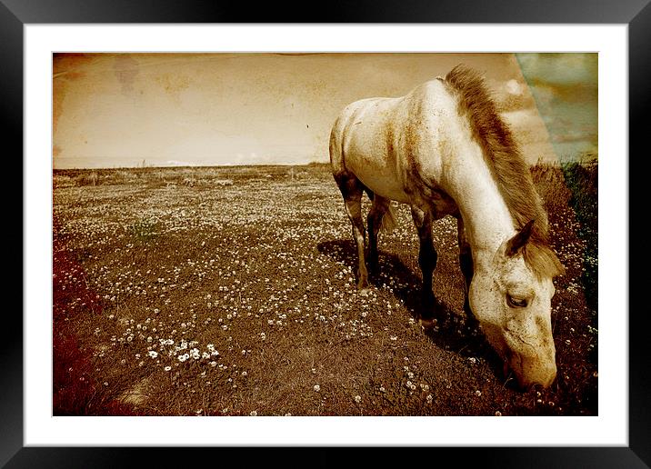 Majestic Grey Pony Framed Mounted Print by Digitalshot Photography