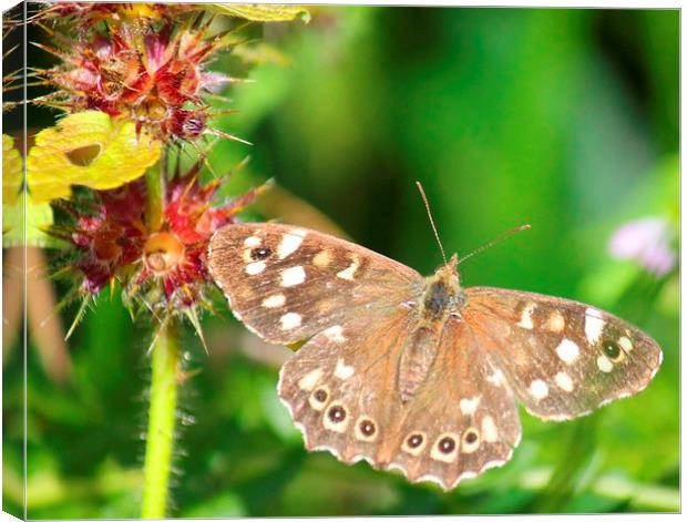 speckled wood butterfly Canvas Print by Kayleigh Meek