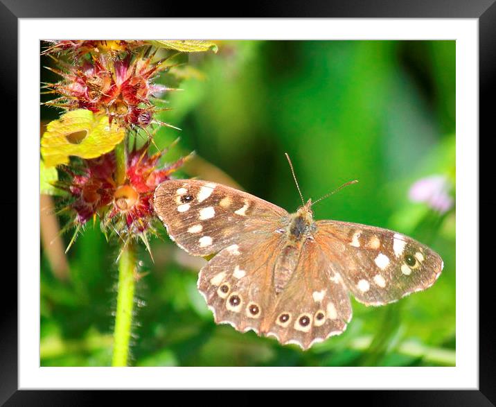 speckled wood butterfly Framed Mounted Print by Kayleigh Meek