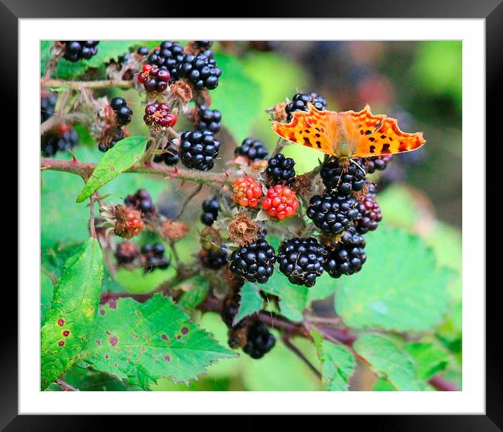 Butterfly and Berries Framed Mounted Print by Kayleigh Meek
