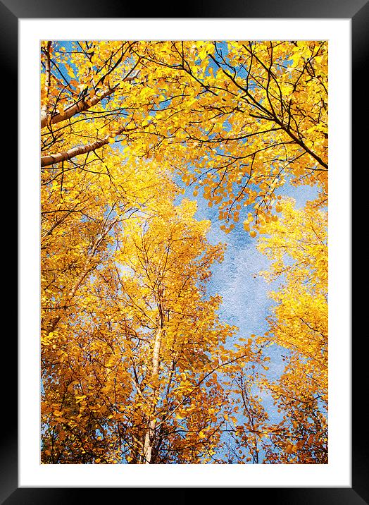 Aspen trees Framed Mounted Print by Dawn Cox