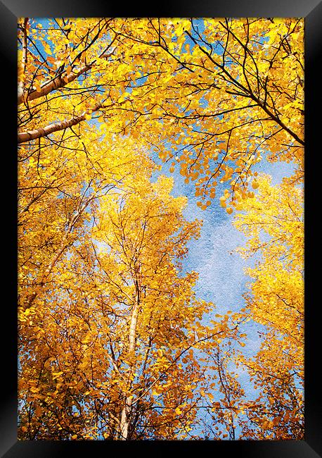 Aspen trees Framed Print by Dawn Cox