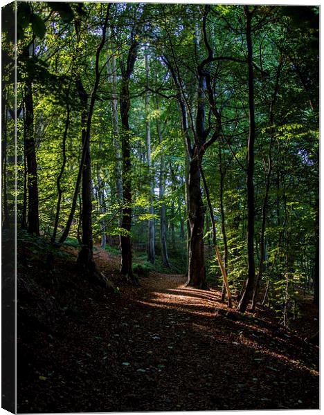 Forest Path Canvas Print by Vicky Mitchell
