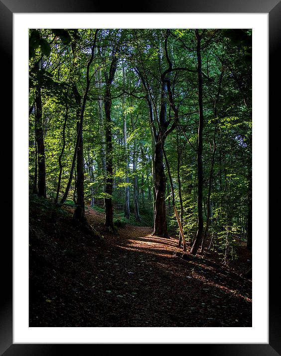 Forest Path Framed Mounted Print by Vicky Mitchell