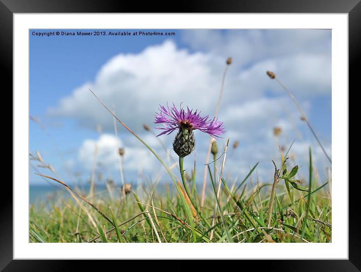 Knapweed White Cliffs of Dover Framed Mounted Print by Diana Mower