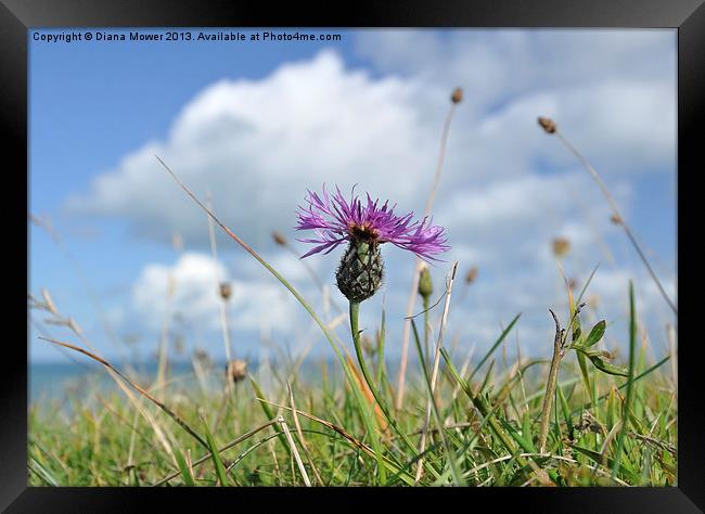 Knapweed White Cliffs of Dover Framed Print by Diana Mower