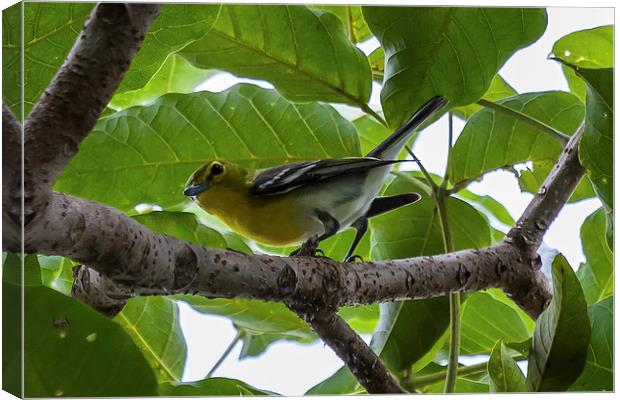 yellow throated vireo Canvas Print by Craig Lapsley