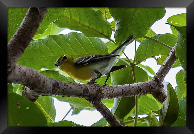yellow throated vireo Framed Print by Craig Lapsley