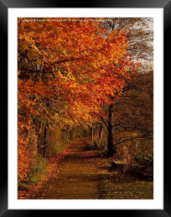 Autumn Walk Framed Mounted Print by Darren Whitehead