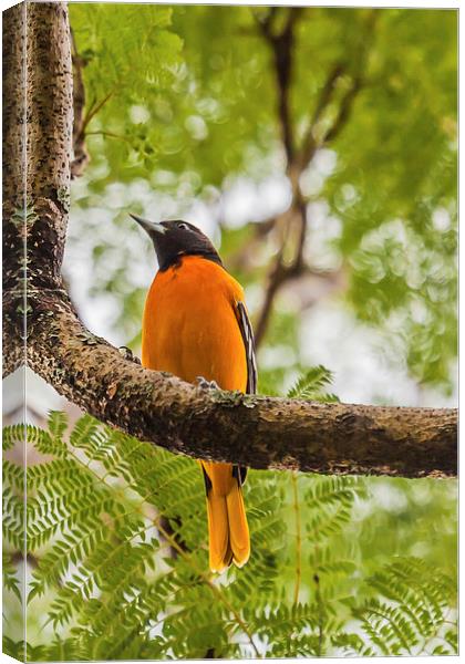 Baltimore Oriole Canvas Print by Craig Lapsley