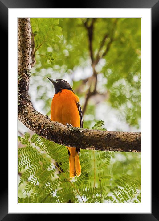 Baltimore Oriole Framed Mounted Print by Craig Lapsley