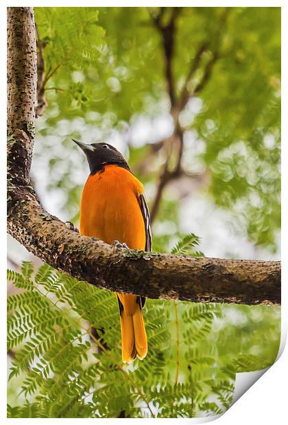 Baltimore Oriole Print by Craig Lapsley