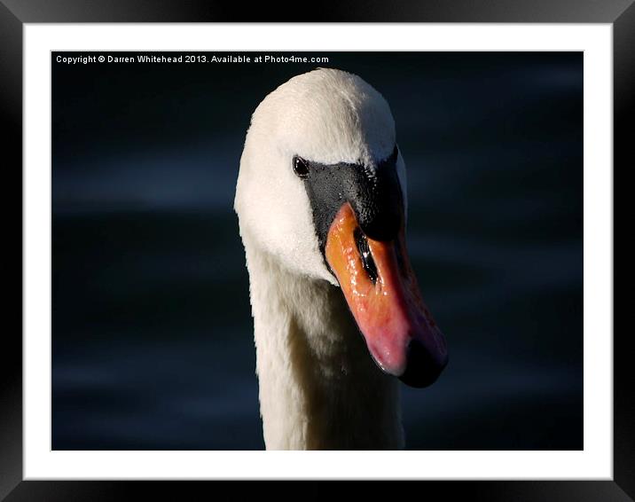 Swanning Around Framed Mounted Print by Darren Whitehead